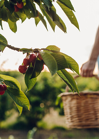 Woman harvesting cherries on a sunny day with a wicker basket.