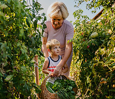 Grandmother with young grandson harvesting vegetables from the garden.